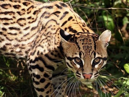 Ocelot- beautiful, cat Big Cat Species, Wild Cat Species, Small Wild Cats, Ocicat, Spotted Cat, Cat Species, Cat Aesthetic, Animal Wallpaper, Animal Tattoos