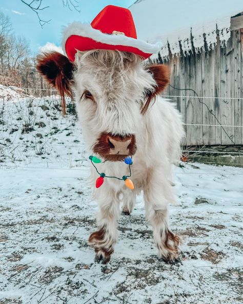 Duncan the highland is ready for Christmas Christmas Cows, Widgets Ideas, Fluffy Cow, Christmas Highland Cow, Cow Wallpaper, Mini Cows, Christmas Homescreen, Fluffy Cows