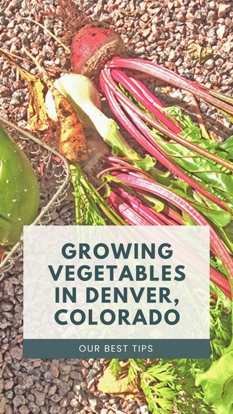 Delve into the world of vegetable gardening in Denver, Colorado! Uncover essential strategies to conquer the city's unique hurdles: from managing erratic weather to enhancing clay soil and thriving in summer droughts. Our detailed guide equips you with the tools and know-how to cultivate a vibrant garden, yielding fresh produce throughout the season! Colorado Vegetable Garden, Colorado Homestead, Gardening In Colorado, Suburban Homestead, Planting Seeds Indoors, Colorado Gardening, Pioneer Living, Wind Garden, Growing Celery