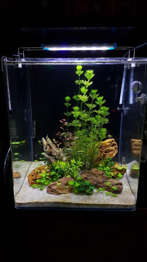 Underwater Fairy Garden, Aqua Terrarium With Fish, Tall Tank Aquascape, Mini Aquarium Ideas Fish Tanks, Simple Aquascape Ideas, Simple Fish Tank Ideas, Simple Aquarium Ideas, Mini Aquarium Ideas, Aquascape Mini