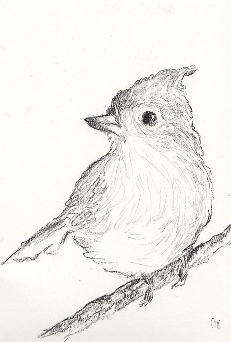 Charcoal Drawing of a bird A5 size Robin Pencil Drawing, Sketch Of Bird, Line Drawings Of Animals, Realistic Bird Drawings, Drawing Ideas Birds, Ink Sketches Simple, Bird Drawing Cute, How To Draw A Bird, Bird Doodles