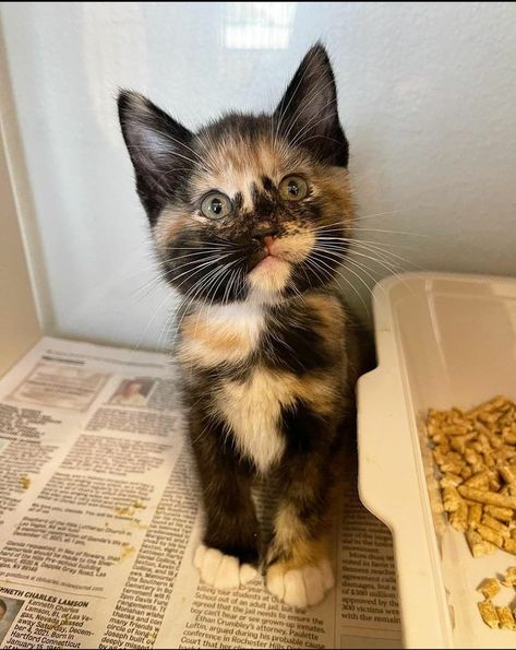 Tortishell Cat Aesthetic, Tortie Kitten, Tortoise Shell Kitten, Tortoise Shell Cats, Cats Tortoise Shell, Tortoiseshell Kitten, Tortious Shell Cat, Tortie Cat, Tortoiseshell Cats