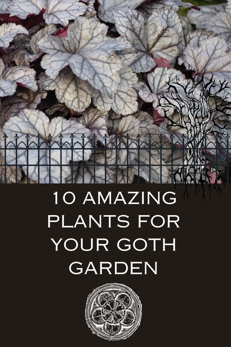 Read about 10 great picks for the Goth garden. These plants with black foliage and dark burgundy leaves will go along way towards helping you create the Goth garden of your dreams. Get inspired before your next trip to the plant nursery! Gothic Front Yard Landscaping, All Black Garden, Goth Garden Design, Dark Foliage Plants, Gothic Rose Garden, Goth Garden Aesthetic, Black House Landscaping, Goth Garden Ideas, Gothic Plants