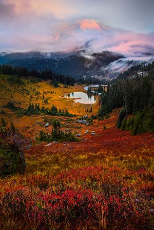 Looking Down At Tipsoo Lake in Autumn - Mount Rainier National Park Wildflowers Photography, Southern Oregon Coast, Wildflower Photo, Mt Rainier National Park, National Parks Photography, Mount Rainier National Park, Mt Rainier, Ancient Forest, Rainier National Park