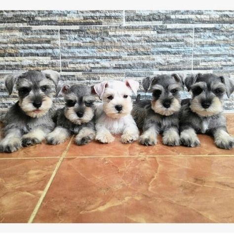 Schnauzer Black, Miniature Schnauzer Black, Mini Schnauzer Puppies, Schnauzer Puppies, Standard Schnauzer, Miniature Schnauzer Puppies, Schnauzer Puppy, Schnauzer Dogs, Mini Schnauzer