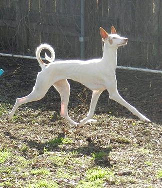 Extended Puppy Pose, Canine Reference Photo, Weird Dog Breeds, Ibizan Hound Aesthetic, Dynamic Dog Poses, Dog Reference Photo, Dog Anatomy Reference, Cute Dog Poses, Dog Pose Reference