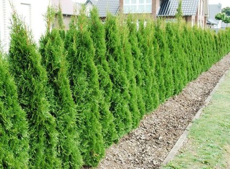 Buy Thuja Smaragd Hedging | Thuja Occidentalis Smaragd Hedge Plants | Emerald Thuja Red Tip Photinia, Barberry Bush, Lilac Plant, Hedge Plants, Canadian Hemlock, Thuja Occidentalis, Flowering Quince, Hedging Plants, Plant Help