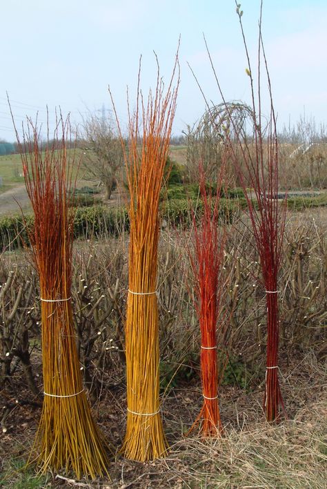 Willow Varieties - Willows Nursery Salix Fragilis (Olive coloured stems), Salix Alba Vitellina (Yellow), Salix Alba Britzensis (Red) and Salix Daphnoides Aglaia (Purple) Willow Wigwam, Willow Plant Supports, Curly Willow Installation, Living Willow Structures, Child Reference, Woodland Planting, Willow Weaving Garden, Basket Willow, Willow Garden