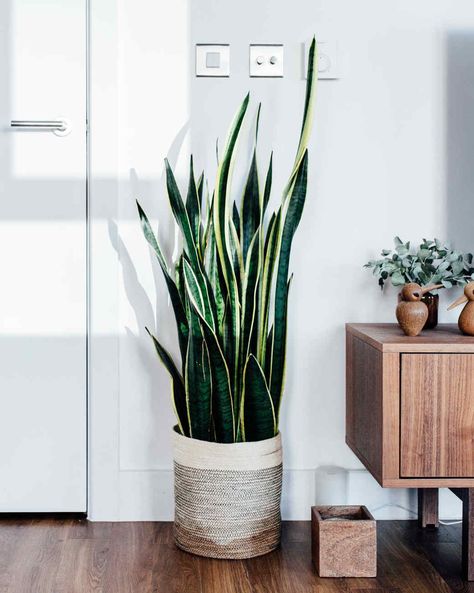 Also known as mother-in-law's tongue or ribbon plant, the snake plant is a tough survivor. #gardening #gardenideas #garden #tips #howtogrow #garden Best Indoor Trees, Ribbon Plant, Best Air Purifying Plants, Tall Indoor Plants, Mother In Law Tongue, Living Room Plants, Indoor Trees, Floor Plants, Best Indoor Plants