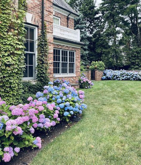 brick house exterior with yard and hyrangeas landscaping Front Yard Landscaping Brick House, Red Brick House Landscaping Front Yards, Houses With Hydrangeas, Blue Hydrangea Front Of House, Brick House Hydrangeas, House With Hydrangeas, Large Hydrangea Bush, Red Brick House Hydrangeas, Red Brick House Landscaping