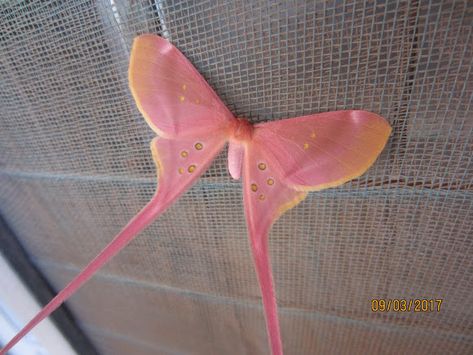 Pink Silk Moth, Silk Moth, Pink Moth, Cute Moth, Cool Insects, Cool Bugs, Beautiful Bugs, Creepy Crawlies, Arthropods