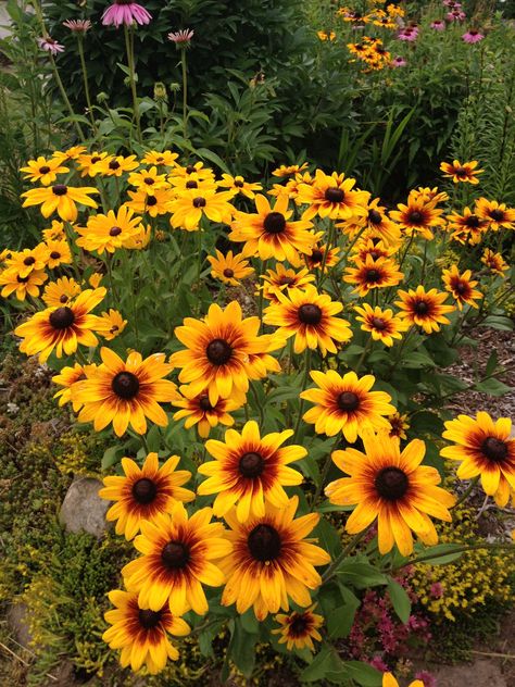 Rudbeckia Black Eyed Susan. One of the best reseeding plants in my garden. Black Eyed Susan Aesthetic, Black Eye Susans, Black Eyed Susan Flower, Green Stuff, Bloom Blossom, Black Eyed Susan, Black Eyed, My Garden, Love Flowers