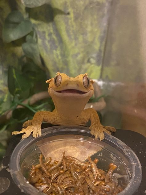 Pet Reptiles, Crested Gecko Aesthetic, Gecko Terrarium Aesthetic, Gecko Aesthetic, Pet Reptiles Aesthetic, Pet Gecko Aesthetic, Crested Gecko Care, Leopard Gecko Cute, Breeding Crested Geckos