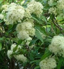 Lemon Myrtle oil Waxing Aftercare, Lemon Myrtle, Australian Flora, Fragrant Plant, Unique Trees, Flowering Shrubs, Flowering Trees, Hedges, Cottage Garden