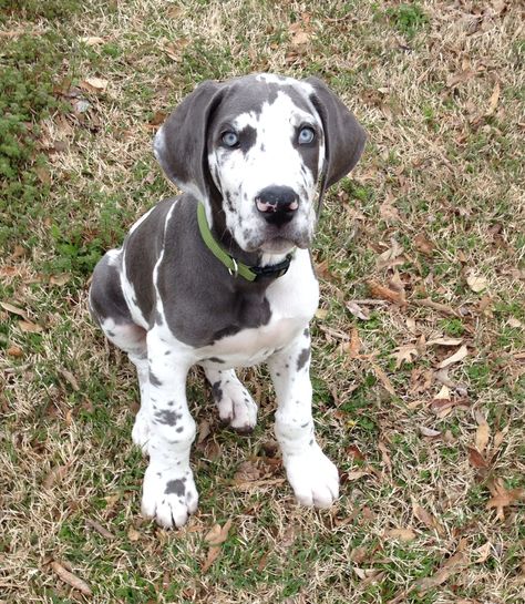 My Blue Harlequin Great Dane, Triton. :) Yes I am in love with my baby. Blue Harlequin Great Dane, Great Dane Blue Harlequin, Harlequin Great Dane Puppy, Harlequin Great Dane, Great Dane Puppies, Harlequin Great Danes, Dane Puppies, Great Danes, Great Dane Puppy