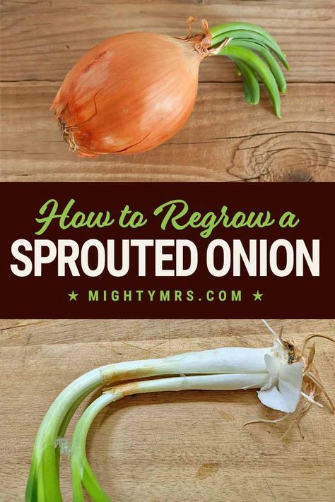 Planting Sprouted Onions, Regrow Onion From Scraps, Growing Shallots From Scraps, Onion Propagation, Growing Onions From Scraps, Garden Chart, Scrap Garden, Plant Grafting, Produce Basket