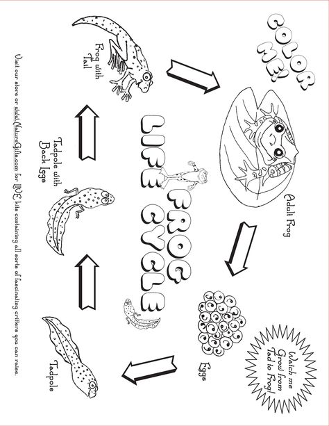 FREE Frog Coloring Pages to Print Out and Color! Frog Life Cycle Coloring Page, Kindergarten Worksheets Addition, Farm Animals Kindergarten, Frog Metamorphosis, Frog Cycle, Kindergarten Money Worksheets, Animals Kindergarten, Plant Life Cycle Worksheet, Subtraction Without Regrouping