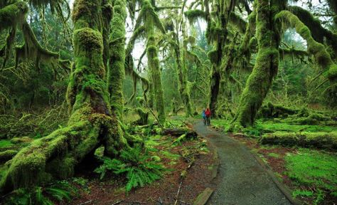 Hall Of Mosses, 7 Natural Wonders, Olympic National Park Washington, Moss Covered, Temperate Rainforest, Beauty Places, Sequoia National Park, Olympic National Park, Scenic Drive