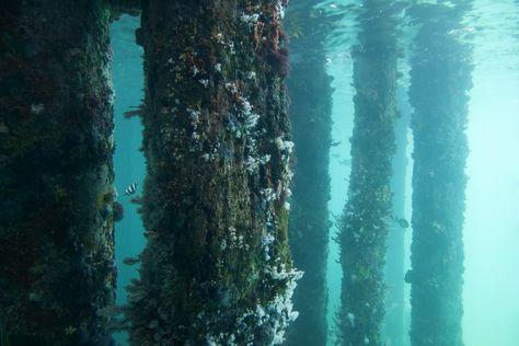 Shipwreck Aesthetic, Shipwreck Underwater, Underwater Pirate Shipwreck, Ship Wrecks Underwater, Underwater Ruins, Whale Song, Kelp Forest, Wooden Poles, Open Ocean