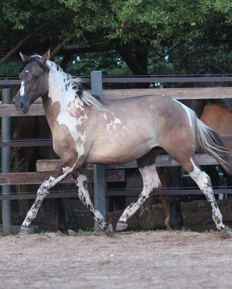 She is sooo pretty! Owner @cb_arabians #prettyhorse #grulla #grullo #tobiano #spots #spottedhorse #equine #horse #pferd #cheval… | Instagram Spotted Draft Horse, Cool Horse Coats, Cool Horses, Horse Reference Photos, Grullo Horse, Tobiano Horse, Unique Horses, Grulla Horse, Spotted Horse