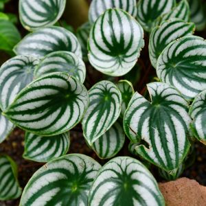 Year of the Peperomia - National Garden Bureau - Easy Houseplants Pot Gantung, Native Plant Landscape, Texas Native Plants, Florida Native Plants, Peperomia Plant, California Native Plants, Chinese Money Plant, Hanging Plants Indoor, Australian Native Plants