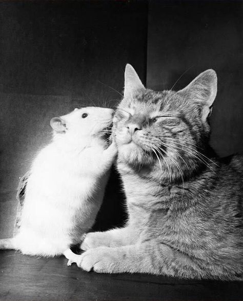 cat and mouse bff 12 (1) Rattus Rattus, Cute Rats, A Rat, Animals Friendship, Cat Mouse, Pet Rats, White Photo, Pusheen, 귀여운 동물