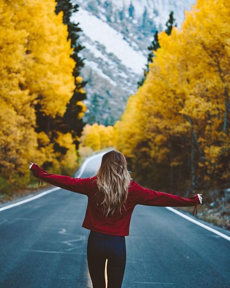 The Road, Trees, Road, Yellow, Photography, Nature