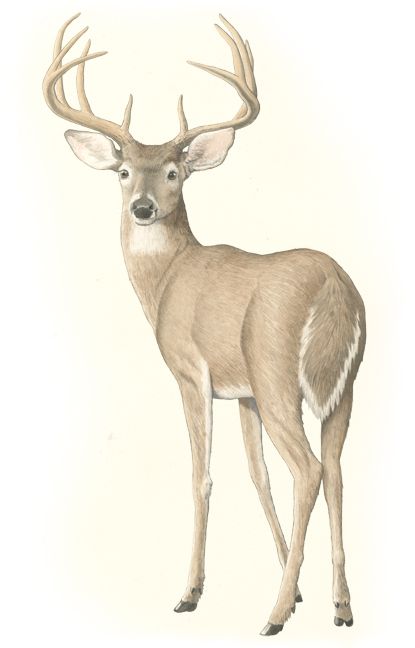 White Tailed Deer, Deer Drawing, Texas Monthly, Deer Pictures, Deer Illustration, Deer Painting, 강아지 그림, Deer Art, Mule Deer