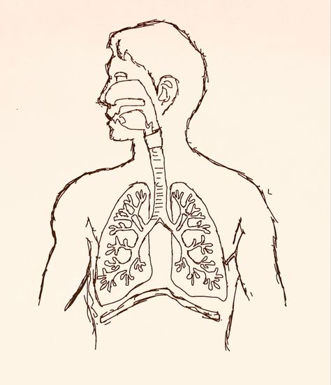 Human Respiratory System Drawing, Respiratory System Drawing Easy, Respiratory System Drawing, Human Body Science Projects, Human Respiratory System, Body Science, Human Body Science, Eye Anatomy, Fish Drawings