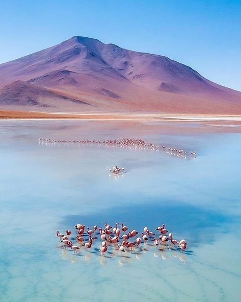 Departures on Instagram: “High in #Bolivia's Andes lies the vast and otherworldly Altiplano, which thanks to its abundant supply of plankton, is a prime location to…” Bolivia Travel, Lake Titicaca, Have Inspiration, Sky Landscape, Bolivia, Beautiful Destinations, South America, Bristol, Places To See