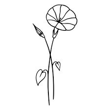 Morning Glory Simple Drawing, Morning Glory Tattoo Simple, Summer Flower Drawing, Flower Outline Tattoo, Morning Glory Tattoo, Morning Glory Flowers, Wreath Frames, Flower Outline, Hummingbird Tattoo