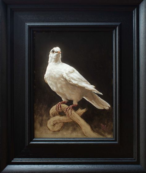 Sarah Margaret Gibson, Portrait of a Dove, 2022 | Arcadia Contemporary Dove Painting, Florence Academy Of Art, Old Paintings, Wildlife Art, Birds Painting, Painting Illustration, Animal Paintings, Gibson, Black Background