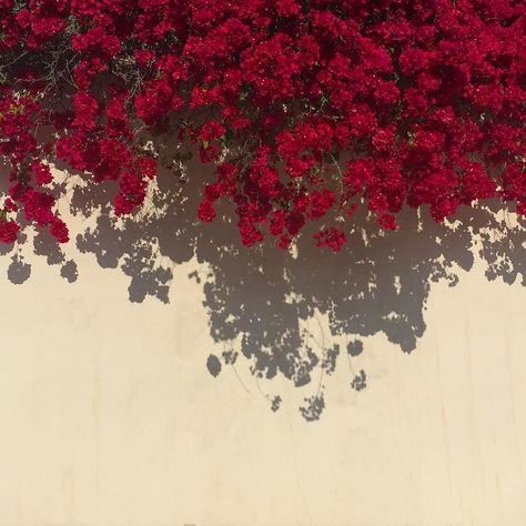 ☻ — by jenguidi http://ift.tt/212UPMm Red Aesthetic, Flower Backgrounds, Aesthetic Iphone Wallpaper, Flower Wallpaper, Wall Collage, Pretty Flowers, Red Flowers, Flower Power, Aesthetic Pictures