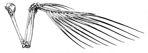 Bird Wings Skeleton, Skeleton Wing Tattoo, Bird Wing Skeleton, Bird Wing Bones, Bird Bones Tattoo, Bird Skeleton Tattoo, Skeletal Wings, Wing Skeleton, Bone Wings