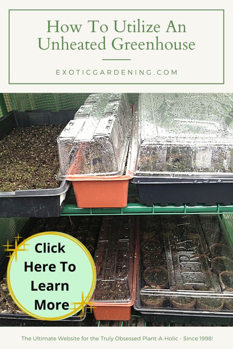 An unheated greenhouse is easy enough to utilize for a winter vegetable garden or even for winter seed starting. Greenhouse Heating Ideas, Heating A Small Greenhouse, Greenhouse Growing In Winter, Diy Greenhouse For Winter Cold Weather, Seed Starting Greenhouse, How To Keep A Greenhouse Warm In Winter, Winter Vegetable Garden, Unheated Greenhouse Growing, Preparing Garden For Winter