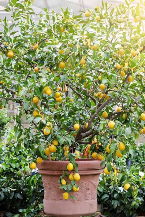 How To Grow A Lemon Tree In A Pot That Actually Produces Lemons! - Mental Scoop Lemon Tree In A Pot, Lemon Tree Potted, Desserts Lemon, Grow Lemon, Growing Lemon Trees, Tree In A Pot, Dessert Lemon, Potted Fruit Trees, Pathway Ideas