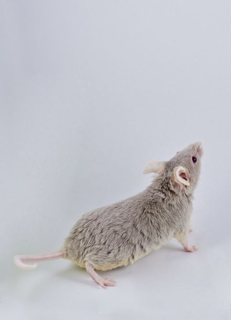 Minion Mousery Delilah; Dove tan, rex, standard tail Fancy Mice, Fancy Mouse, Emotional Support Animal, Pet Mice, Cute Rats, Mouse Rat, Pet Rats, Cute Mouse, Small Pet