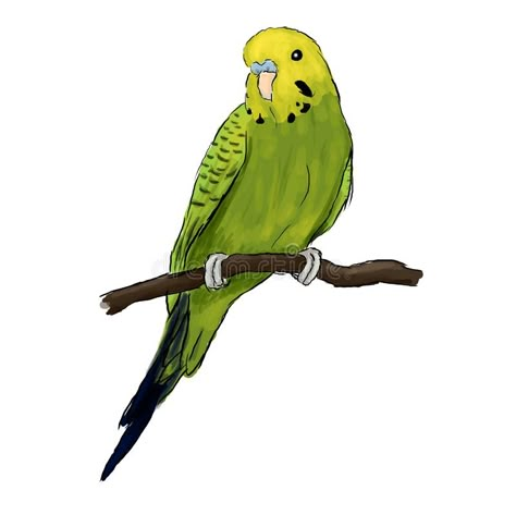 Yellow and green Budgie parrot bird, Budgerigar sitting on a branch. EPS vector detailed drawing included vector illustration Budgie Art, Green Budgie, Green Parakeet, Parrot Drawing, Pet Shop Logo, Watercolor Pencil Art, Parrots Art, Wall Art Diy Paint, Bird Illustrations