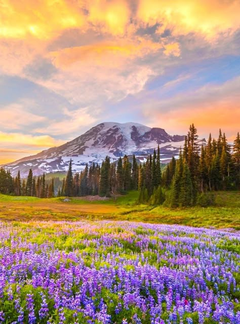 Meghan And Harry, Mountain Landscape Photography, Beauty Flowers, A Vet, Scenery Photography, Amazing Nature Photography, Landscape Photography Nature, Pretty Landscapes, Mountain Photography