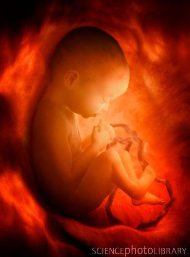 Human foetus in the womb, computer artwork. This foetus is at full term, and is ready to be born. It is surrounded by amniotic fluid contained within the amniotic sac and is connected by the umbili… Baby In Womb, Jellyfish Pictures, Birth Art, Pregnancy Art, Belly Painting, Life Is Precious, Fearfully And Wonderfully Made, Prophetic Art, Psalm 139