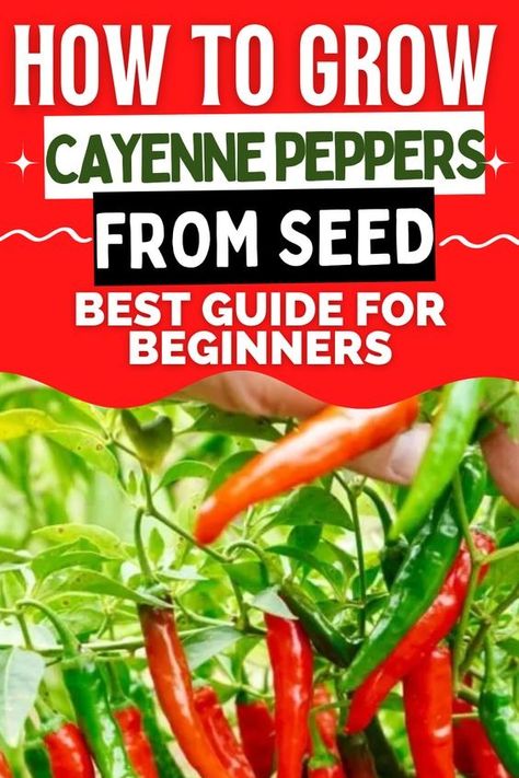 Cayenne Pepper Plant, Pepper Varieties, Growing Hot Pepper, Growing Peppers, Backyard Covered Patios, Hot Pepper Seeds, Growing Gardens, Fall Garden Vegetables, Beet Greens