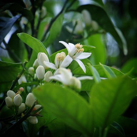 The whole Greece smells like orange blossom 💙#orangeblossom #wonderfulsmell #wonderfulnature Orange Blossom, The Whole, Art Photography, Greece, Blossom, Wonder, Orange, Plants, Flowers