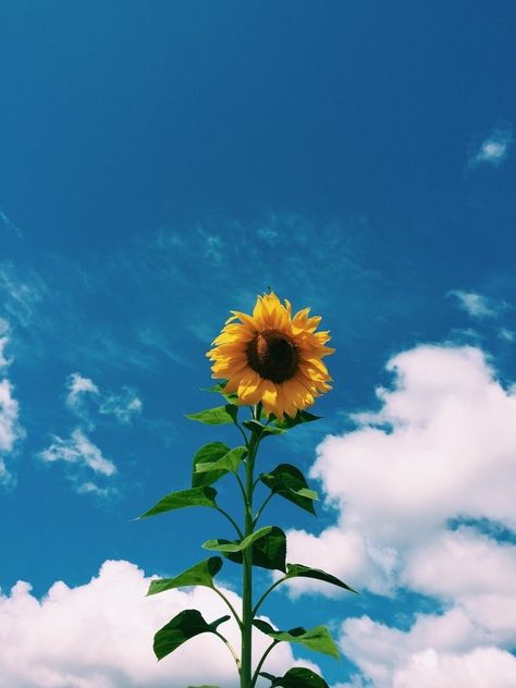 Circle Aesthetic, High Fiber Foods, Coffee Is Life, Sunflower Seeds, New Wallpaper, Purple Color, Wallpaper Backgrounds, Blue Sky, Dandelion