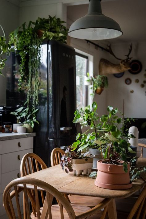 Indoor Plants Styling, Vintage Home Accessories, Kitchen Design Diy, Kitchen Plants, Ficus Elastica, Interior Plants, Dining Table Decor, Urban Jungle, Home Decor Tips