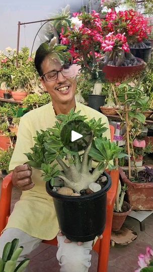 Adenium Flowers, Adenium Plant, Adenium Bonsai, Seed Germination, Growing Plants, Different Shapes, Flowers Photography, Plant Care, Seeds