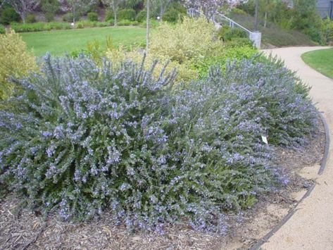 Plant photo of: Rosmarinus officinalis 'Prostratus' Insect Repellent Plants, Growing Rosemary, Coastal Garden, Autumn Leaf Color, Flea Prevention, Rosmarinus Officinalis, Leaf Coloring, Types Of Soil, Ground Cover