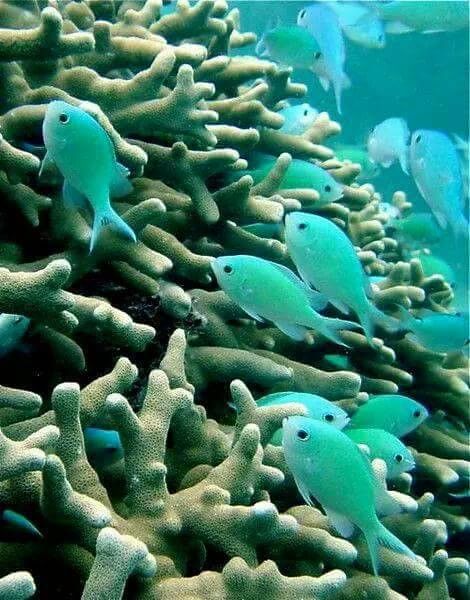 Ocean Underwater, Diy Aquarium, Cesar Millan, African Cichlids, Home Aquarium, Aquarium Design, Saltwater Aquarium, Beautiful Fish, Freshwater Aquarium