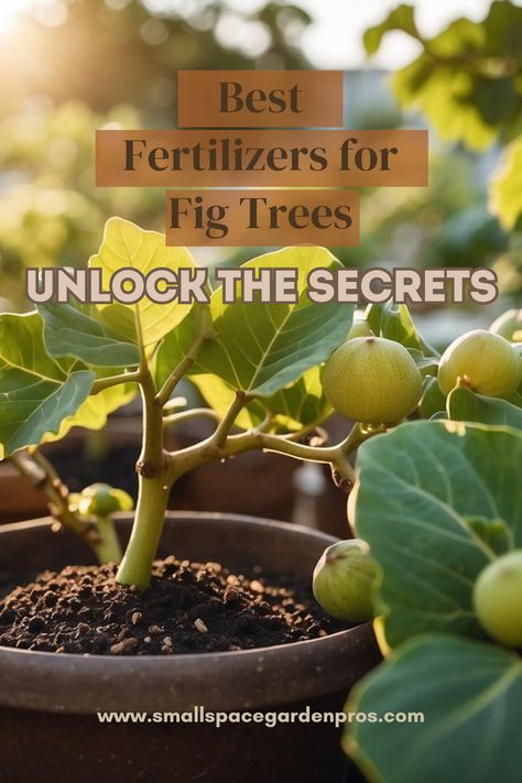 Unlock the secrets to thriving potted fig trees with our guide on the best fertilizer for fig trees in pots! Discover top nutrient picks that guarantee healthy growth & bountiful harvests, even in containers. Whether you're a seasoned gardener or a beginner, our tips will help you achieve lush, productive fig trees that flourish in any space. Dive in & transform your container gardening with expert advice! #FigTrees #ContainerGardening #GardeningTips #HealthyGrowth #PottedPlants #UrbanGardening Fig Trees In Pots, Growing Fig Trees, Trees In Pots, Fig Varieties, Weeping Fig, Fig Trees, Bountiful Harvest, Potted Trees, Soil Improvement