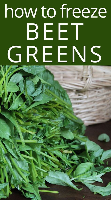 Beet greens are high in vitamin C and taste similar to swiss chard. Add them to a fresh salad or freeze for later use. Freezing Beet Greens, How To Freeze Fresh Swiss Chard, Freezing Beets, Beet Greens, Fresh Salad, Swiss Chard, Survival Food, Frozen Fruit, Fresh Salads