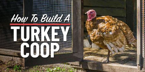 How To Build A Turkey Coop: A Step-By-Step Guide - The Tiny Life Turkey Coop Diy, Diy Turkey Coop, Turkey Enclosure Ideas, Turkey Roost Ideas, Turkey Enclosure, Turkey Coop Ideas, Turkey Coop Ideas Buildings, Turkey Coop, Build A Turkey